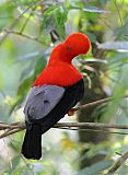 Andean Cock-of-the-rock